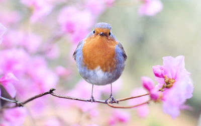 Birds help boost our mental health